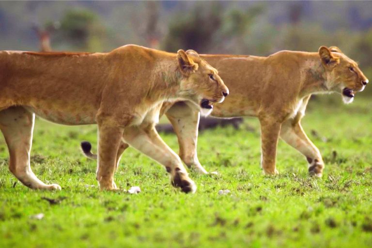 Lionesses Walking