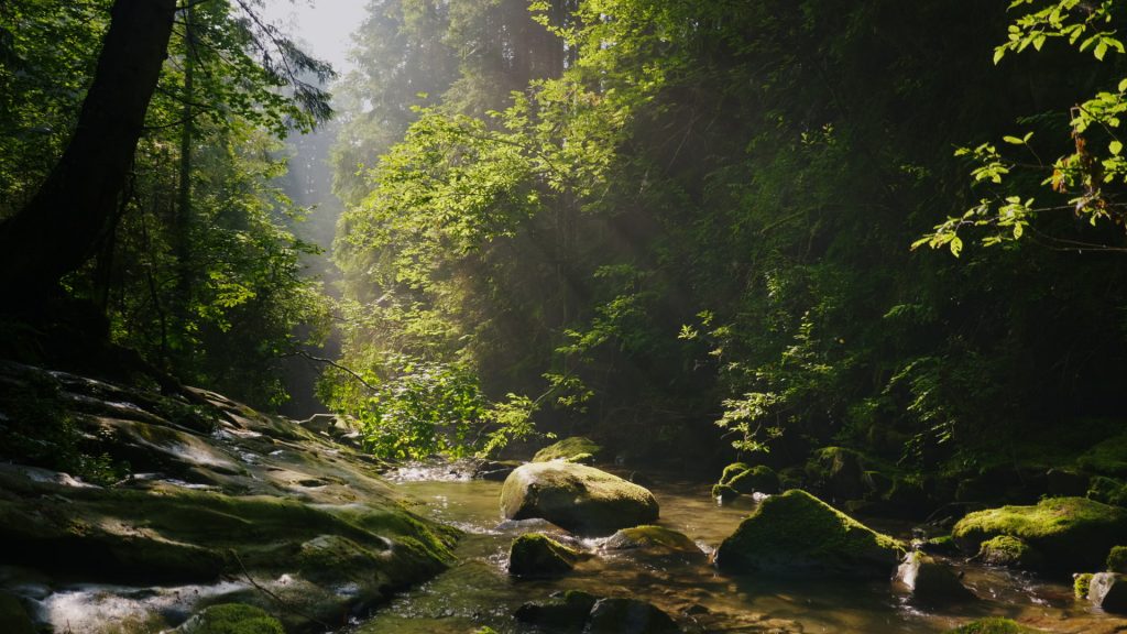 Forest filming