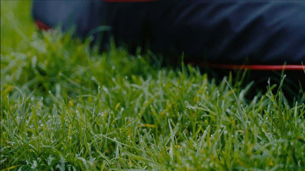 water droplets on grass, detail